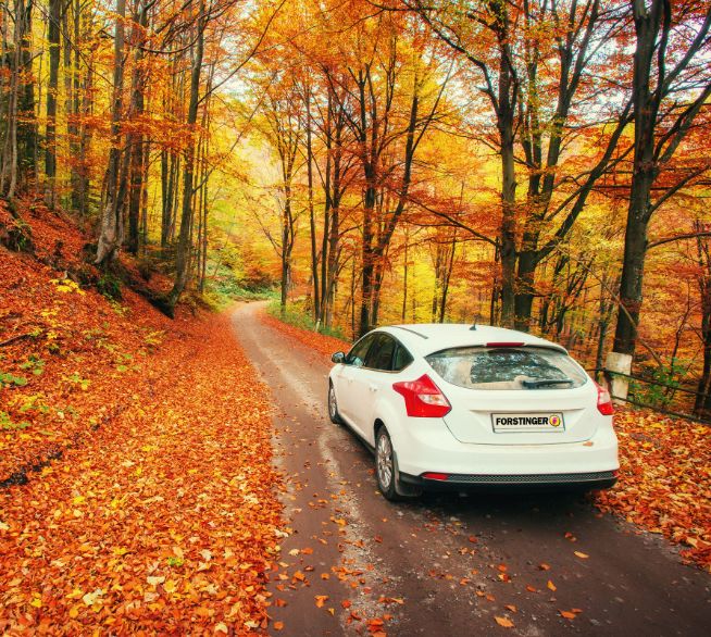 Herbstcheck